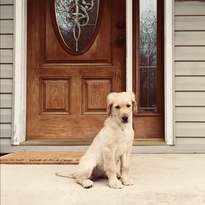 Meet your Posher, Sammie